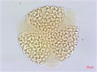 壺花莢迷藏品圖，第3張