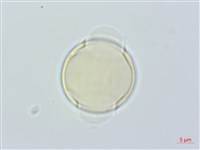 紅淡比藏品圖，第1張