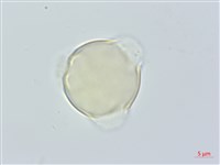 紅淡比藏品圖，第2張