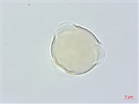 紅淡比藏品圖，第3張