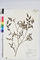 毛蕊花藏品圖，第1張