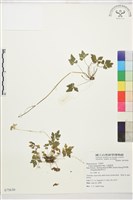 五葉黃連藏品圖，第1張