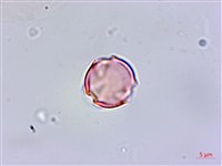 排香草藏品圖，第2張