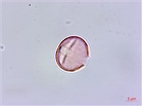 排香草藏品圖，第3張