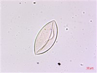 細葉麥門冬藏品圖，第2張