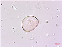 細葉麥門冬藏品圖，第3張