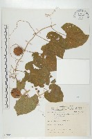 青牛膽藏品圖，第1張