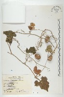 青牛膽藏品圖，第1張