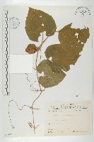 青牛膽藏品圖，第1張