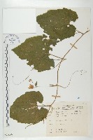 青牛膽藏品圖，第1張