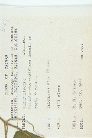 青牛膽藏品圖，第2張