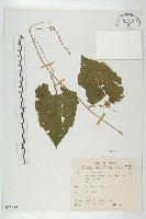 青牛膽藏品圖，第1張