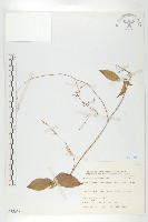 穿山龍藏品圖，第1張