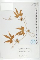 雙輪瓜藏品圖，第1張