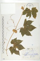 雙輪瓜藏品圖，第1張