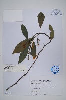 長穗馬藍藏品圖，第1張