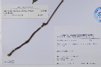 長穗馬藍藏品圖，第2張