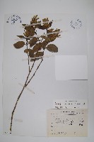 直立半插花藏品圖，第1張