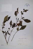 曲莖馬藍藏品圖，第1張