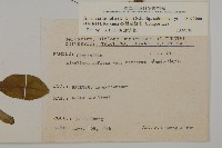 臺灣鬼督郵藏品圖，第2張