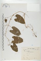 斑花青牛膽藏品圖，第1張