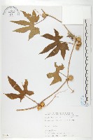 雙輪瓜藏品圖，第1張