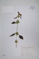 華九頭獅子草藏品圖，第1張