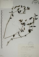 爵床藏品圖，第1張