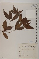 草珊瑚、紅果金粟蘭藏品圖，第1張