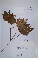 裂葉秋海棠藏品圖，第1張