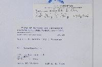 裂葉秋海棠藏品圖，第2張