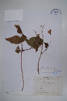 溪頭秋海棠藏品圖，第1張