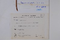 溪頭秋海棠藏品圖，第2張