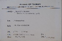 阿里山忍冬、漸尖葉忍冬藏品圖，第2張