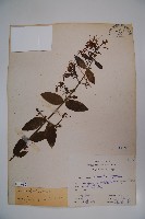 裡白忍冬、紅腺忍冬藏品圖，第1張