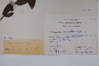 裡白忍冬、紅腺忍冬藏品圖，第2張