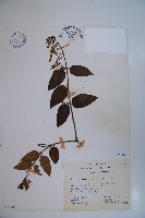 忍冬、金銀花藏品圖，第1張