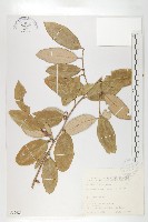 玉山胡頹子藏品圖，第1張