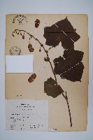 大鄧伯花藏品圖，第1張