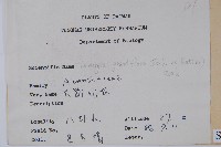 大鄧伯花藏品圖，第2張