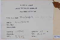 黑眼花藏品圖，第2張