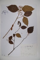 呂宋莢迷藏品圖，第1張