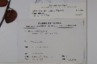 樺葉莢迷、玉山莢迷藏品圖，第2張