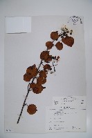 樺葉莢迷、玉山莢迷藏品圖，第1張