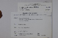 樺葉莢迷、玉山莢迷藏品圖，第2張