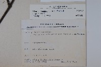 樺葉莢迷、玉山莢迷藏品圖，第2張