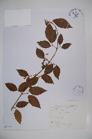 呂宋莢迷藏品圖，第1張