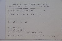 呂宋莢迷藏品圖，第2張