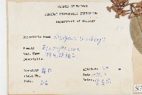 鄧氏胡頹子藏品圖，第2張