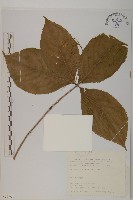 臺灣及己藏品圖，第1張